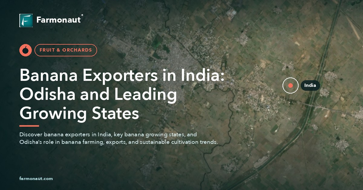 Banana Exporters In India: Odisha And Leading Growing States