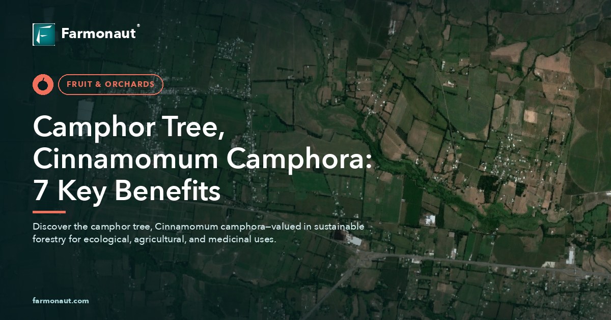 Camphor Tree, Cinnamomum Camphora: 7 Key Benefits