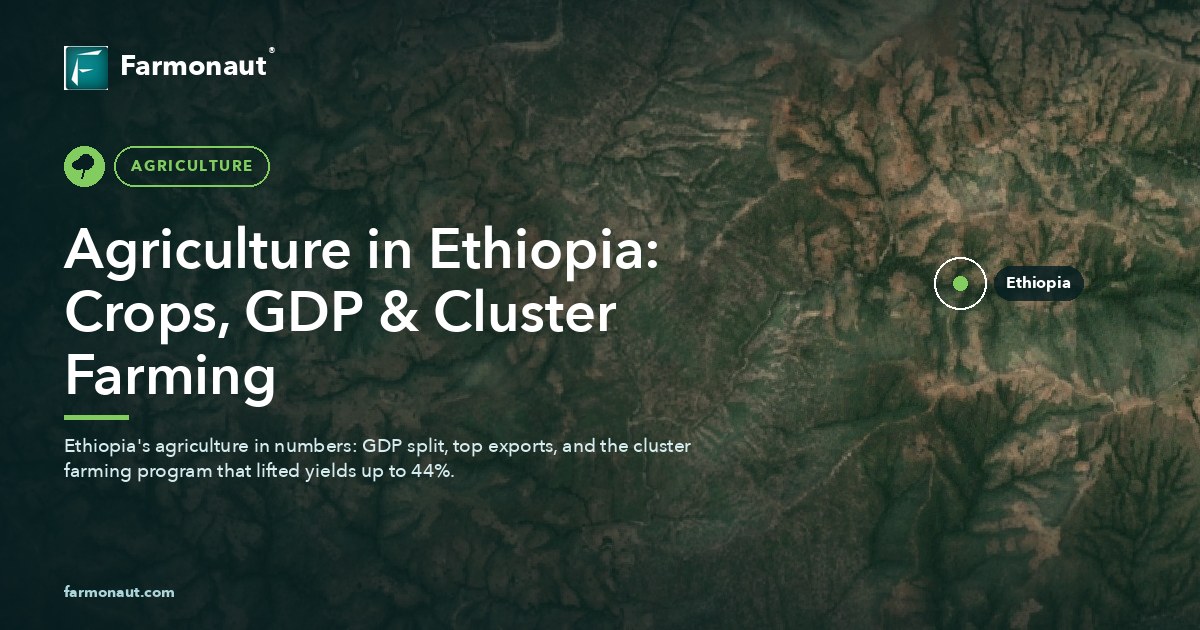 Agriculture In Ethiopia: Crops, Gdp &Amp; Cluster Farming