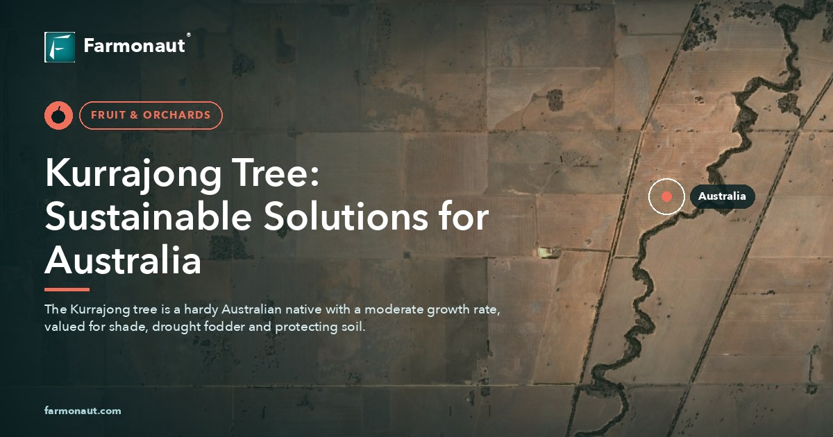 Kurrajong Tree: Sustainable Solutions For Australia 24 Kurrajong Tree: Sustainable Solutions For Australia