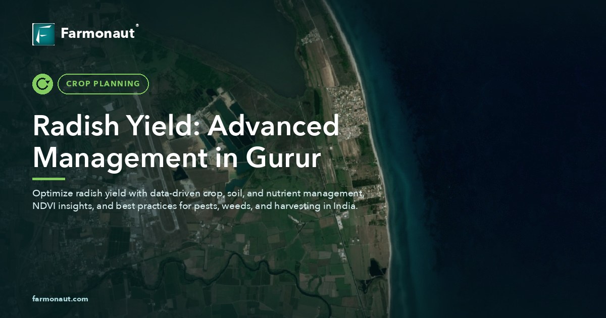 Radish Yield: Advanced Management In Gurur