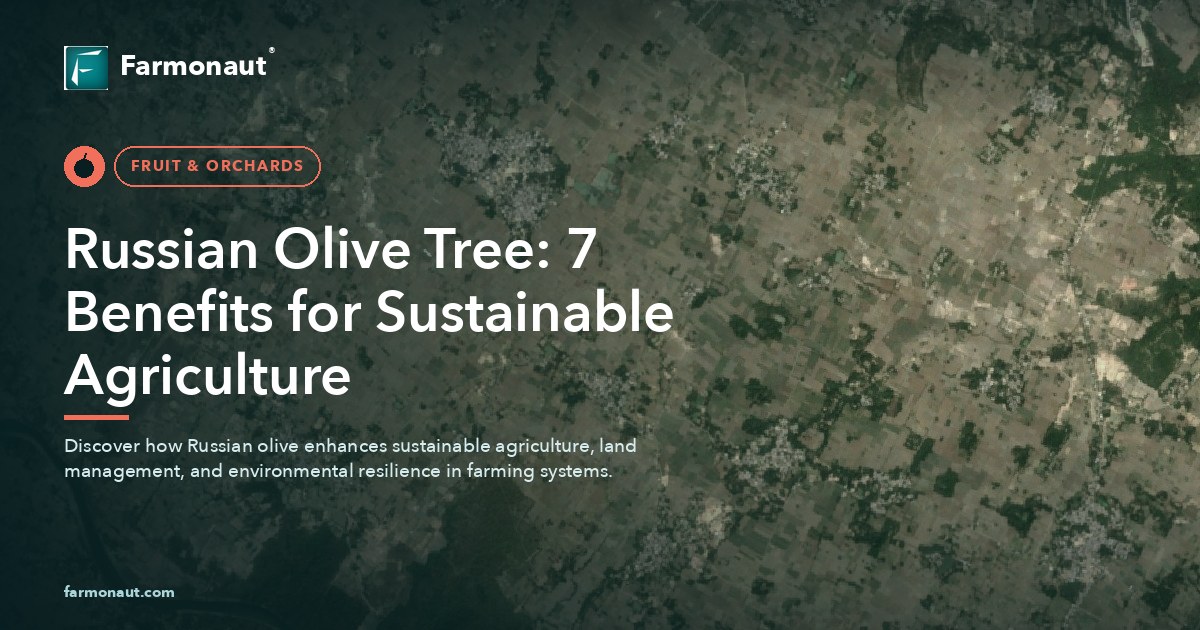 Russian Olive Tree: 7 Benefits For Sustainable Agriculture