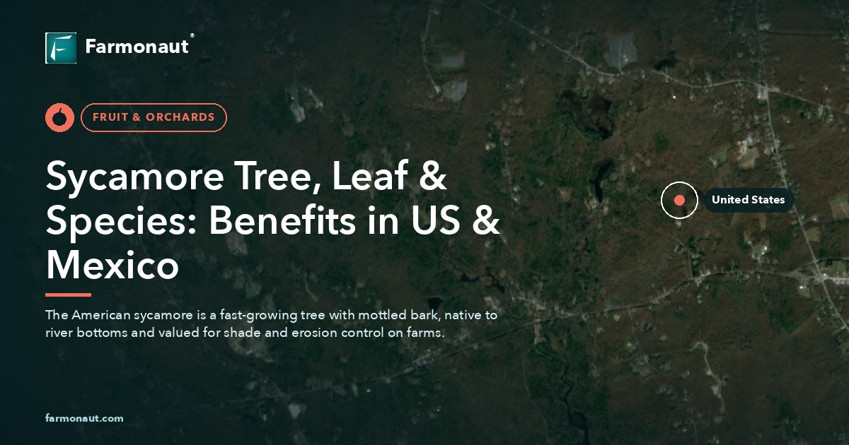 Sycamore Tree, Leaf &Amp; Species: Benefits In Us &Amp; Mexico