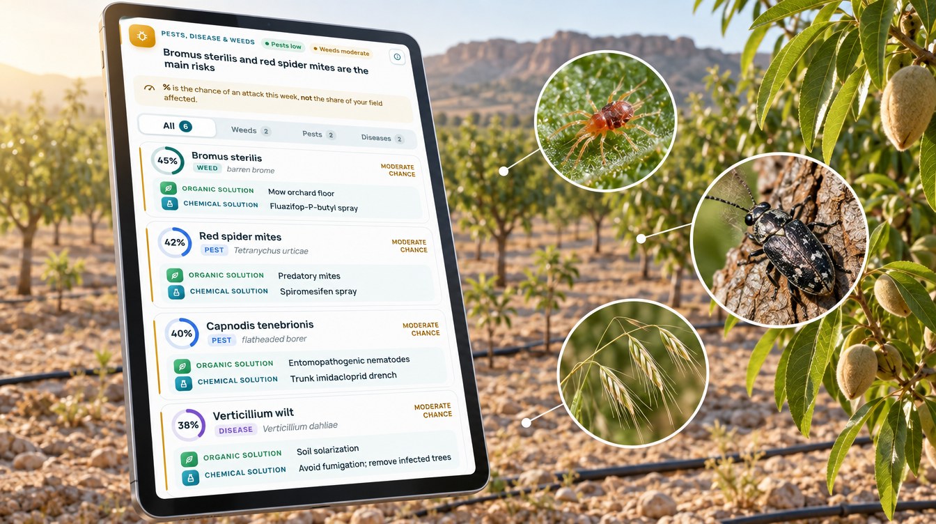 Almond Orchard Irrigation: An 824 Mm Plan In Dry Tunisia 4 Almond Orchard Pest, Disease And Weed Risk Scores From A Farmonaut Advisory, Including Red Spider Mites, Capnodis Borer And Verticillium Wilt (Illustration Based On The Real Advisory)