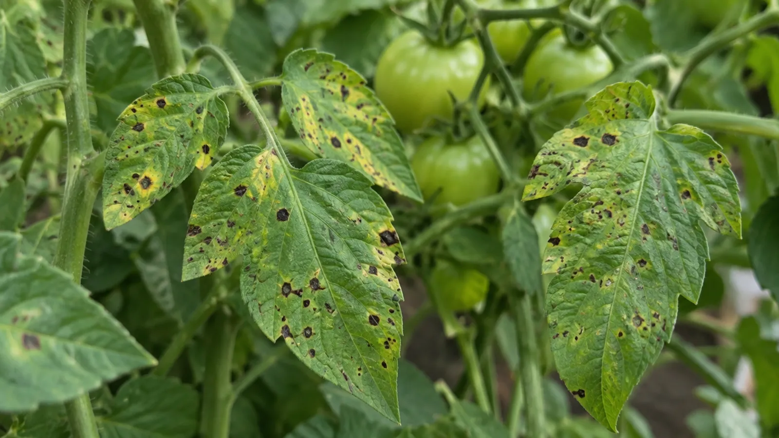 Black Dots On Tomato Leaves: 7 Powerful Solutions 1 Illustration Of Tomato Leaves With Small Black Spots And Yellow Halos